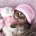 猫の『ひとりっ子』は我儘になる？絶対しちゃダメな育て方5つ