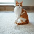 猫にとっての禁断の場所とは？立ち入り禁止にするべき6つの場所