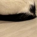 ふと見ると、フードボウルの前で愛猫が…思わず『ごはんをあげたくなる瞬間…