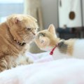 メス猫の特徴は？発情期やかかりやすい病気などを紹介