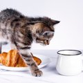 猫がものを倒さずに歩けるのはなぜ？猫のすごい「足さばき」の秘密