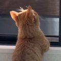 風に当たるのが大好きな猫→窓を開けると…あまりにも『人間のような光景』…