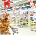 アイリスオーヤマの猫グッズおすすめ3選