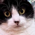 猫が『舌を出した瞬間』に撮影→可愛く撮れたと思ったら…『予想外すぎ…