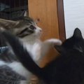 元気いっぱいに遊んでいた子猫→動きが止まったと思ったら…『まさかの…