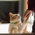 猫が甘えん坊すぎる！飼い主から離れない4つの理由