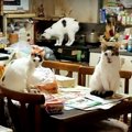 至るところ、猫、猫、猫！多頭飼育崩壊の現場に突入！