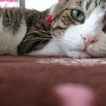 猫の口内炎！？経験した飼い主がオススメする「３つの大切なこと」