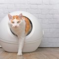 愛猫のトイレ、砂が散らかりがちになる理由3つ　回避する方法はある？