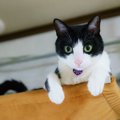 キャットタワーで起こり得る『事故』4選！飼い主がすべき安全対策とは