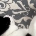床で気持ちよさそうに眠っていた猫→隣を見ると『ぬいぐるみ』が置いて…