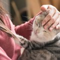 猫を飼う前に必見！『運命の猫』と出会う方法4つ　飼い主としての心構えや…