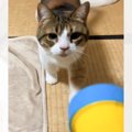 おもちゃで遊んでいたら…愛猫から一瞬で目の輝きが失われた『思わぬ出…