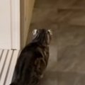帰宅した飼い主に『気づかない猫』→背後からこっそり近づいた結果…笑…