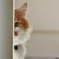 猫が『一緒に遊ぼうよ』とアピールしている時のサイン5つ