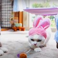 ウサギになった猫さんたち！？そのままおもちゃで遊ぶ姿が可愛い