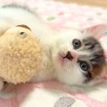ぬいぐるみで遊ぶ保護子猫→眠気が限界を迎えると…悶絶級に尊い『人間…