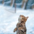 雪の中で大はしゃぎの猫たち！可愛い画像・動画集