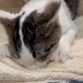 毛布をもみもみする子猫に「心臓止まるかと思った…」　尊すぎる光景が…