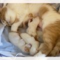 子猫のオモシロポジ取り合戦！バトル仲裁の「母の手」に559万件が熱い…