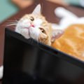 ​​猫のペット終活で作っておきたい「思い出ノート」とは