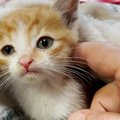 捕獲器につかまった4匹の子猫…保護されママ猫と再会！