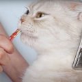 猫ちゃん達の抜け毛がすごくなってきたので…ブラッシング開始！