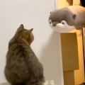 洗われたはずの猫のおもちゃが『巨大化するドッキリ』をした結果→戸惑…