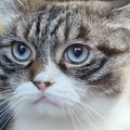 飼い主のお腹の上に乗る猫→体を少し揺らされると…『可愛すぎる反応』…