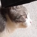 走り出しそうな子猫を見ていたら、独特なポーズで…陸上選手みたいな『…
