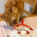 猫の食事中にしてはいけないNG行為３つ