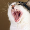 猫の『歯』が抜けちゃった！3つの原因と考えられる病気　なかには様子…