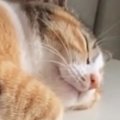 『何の音かと思ったら…』気持ちよさそうに眠っていた猫→『体の下』には………