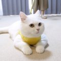 新しいハーネス♪猫ちゃんは気に入ってくれるかな？