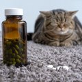 愛猫の『がん治療』に有効な化学療法を、AIが教えてくれる！ゆくゆく…