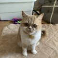 猫は飼い主が髪型を変えても認識できる？