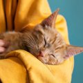 猫が『飼い主の腕の中』で寝ようとする理由4つ　腕枕を好む意味や終え…
