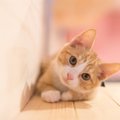 猫の携帯ケースおすすめ商品7選！iPhoneもAndroidもおしゃれに可愛く♪