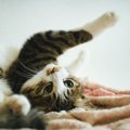 動く物はつい追いかけちゃう！猫の狩猟本能を感じる６つの瞬間