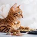 猫の寿命を短くする『危険な節約術』4選　健康へ与える悪影響や起こりうる…