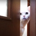 ドアの向こう側に行きたい猫ちゃん！開けたら予想外の結果に…