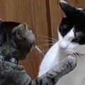 向かい合う2匹の猫→あまりにも『平和なバトル』が始まって…微笑ましす…