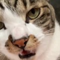 お母さんが『おはよう』と猫に挨拶をした、次の瞬間…驚くべき『会話の様子…