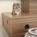 猫ちゃん、ついに新しいオモチャの遊び方を習得する！