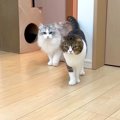 出かけたはずの飼い主が家にいたら、３匹のネコはどうするのか検証→『…