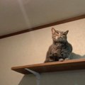 キャットウォークを歩かない猫ちゃん