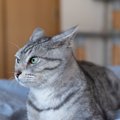 猫が『なでてほしくない』タイミング5選　さわられたくないときの猫の…