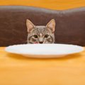愛情が裏目に…「人間のごはん」で起こる猫のトラブル例【獣医師執筆】