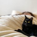 猫が飼い主の『布団を横取りする』理由5つ　気を付けたいポイントや上…