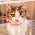 ペットショップにいる『売れ残りの猫』の行く末とは？不幸な猫を増やさな…